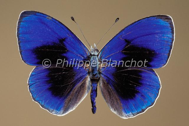 callithea sapphira.JPG - Callithea sapphira, Lepidoptera,, Nymphalidae, Pérou